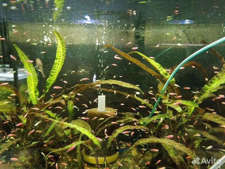 Аквариумные рыбки