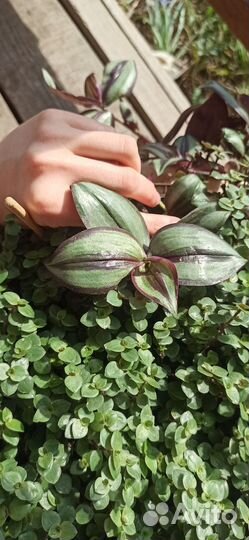 Комнатные растения