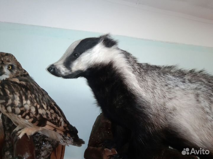 Барсук, чучело, таксидермия