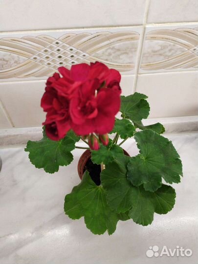 Пеларгония герань