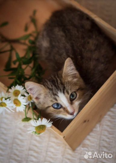 Малыш Микки ищет дом