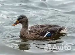 Утки подсадные для охоты