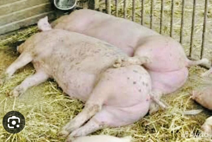 Семя Племенного хряка