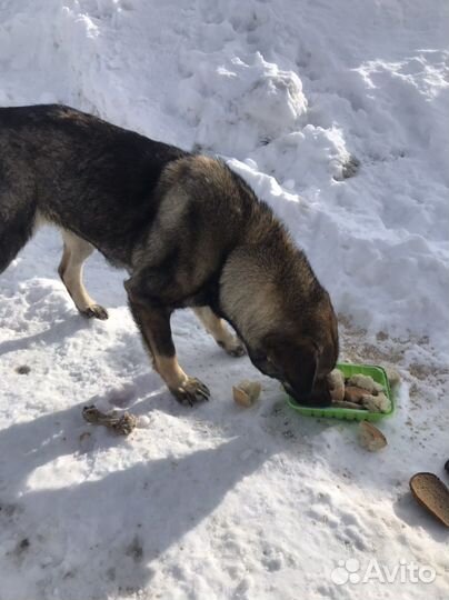 Стерилизованная собака
