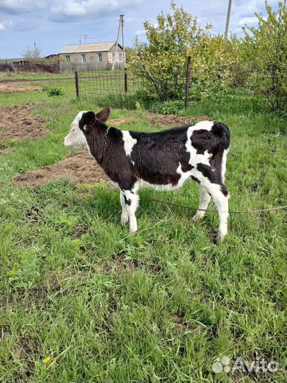 Продам бычка 2 месяца