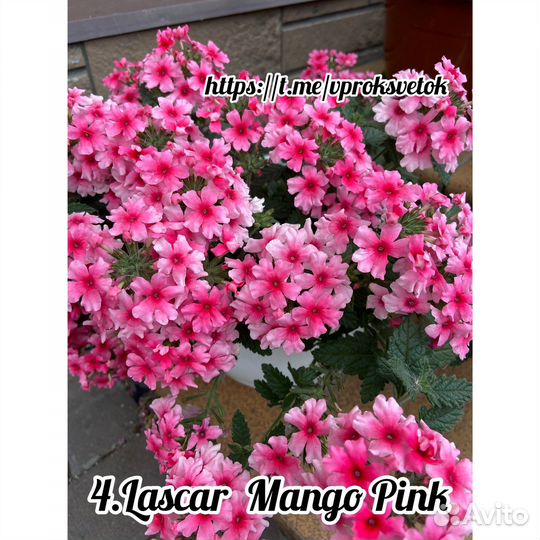 Цветы вегетативные