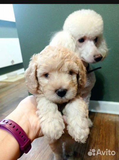Средний малый пудель щенки