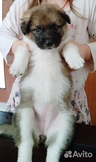 Щеночек Джеси
