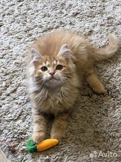 Рыжий котенок с сибирскими корнями