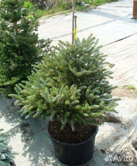 Пихта корейская