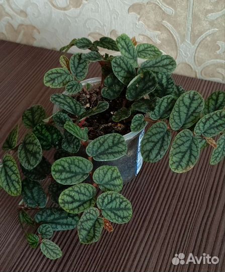 Пеллиония Пульхра