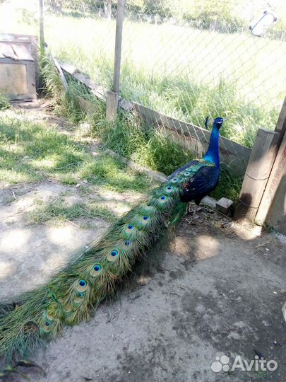 Павлины черноплечья