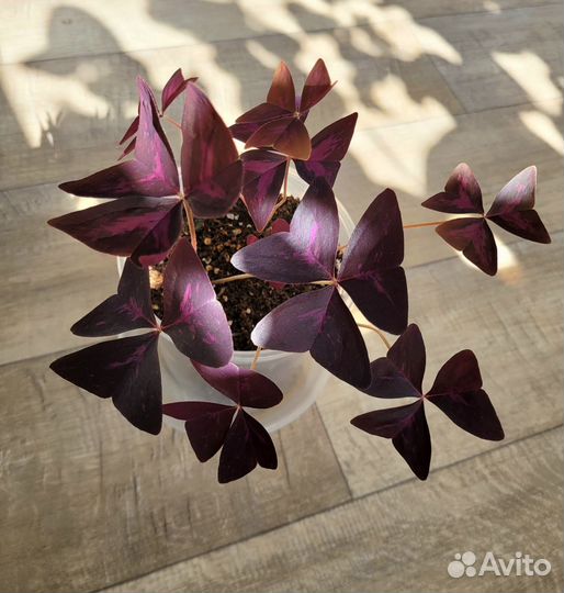 Кислица оксалис