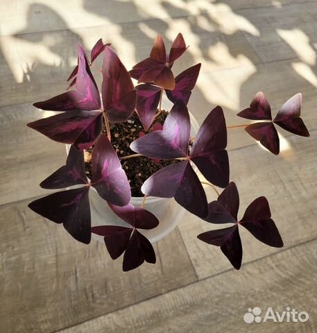 Кислица оксалис