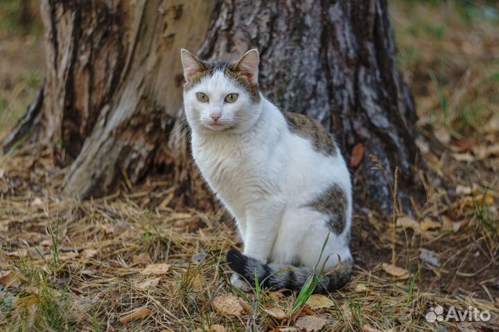 Кот в добрые руки