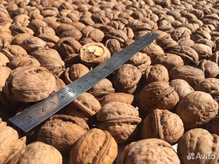 Грецкий орех в скорлупе