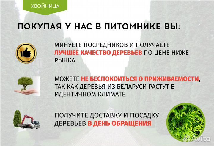 Туи Смарагд 1,4-1,6 м 2 м