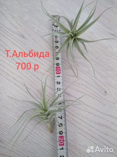 Тилландсия атмосферная часть 1