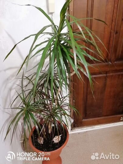 Пальма драцена