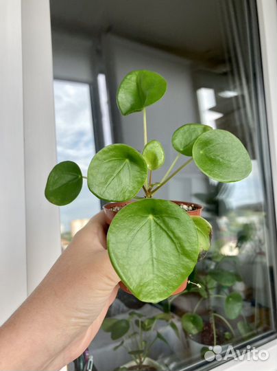 Пилея пеперомиевидная