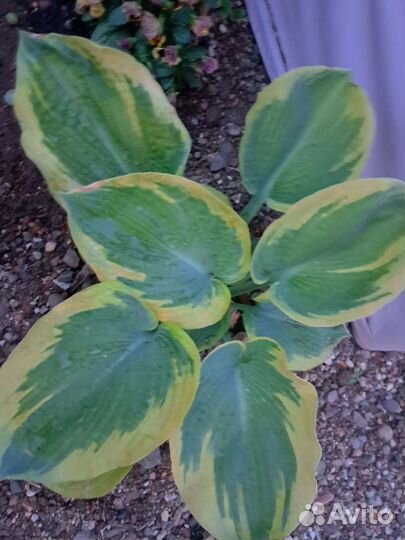 Хосты сортовые