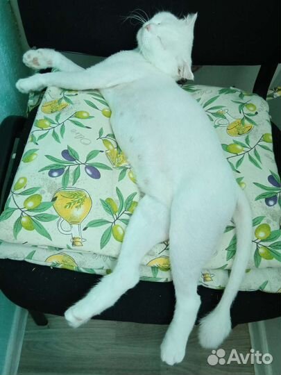 Британские котята