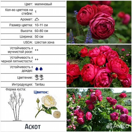 Розы Чайно-гибридные