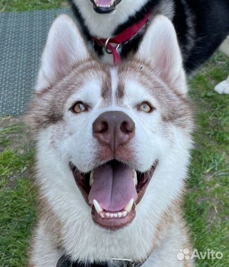Сибирский хаски бесплатно в дар щенок