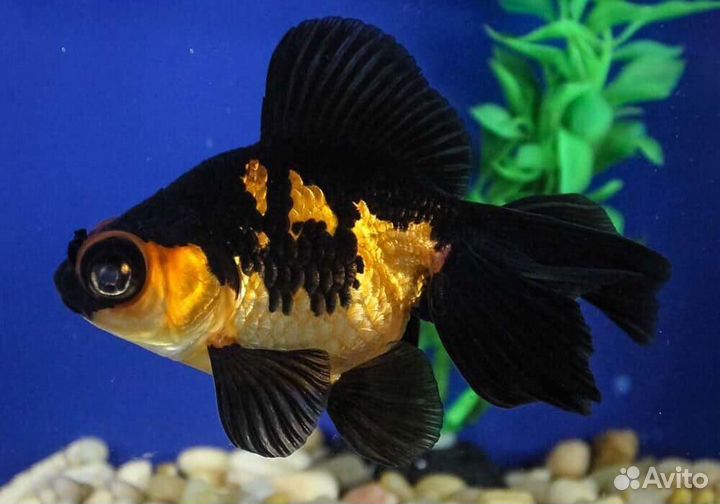 Рыбки, растения, водоросли