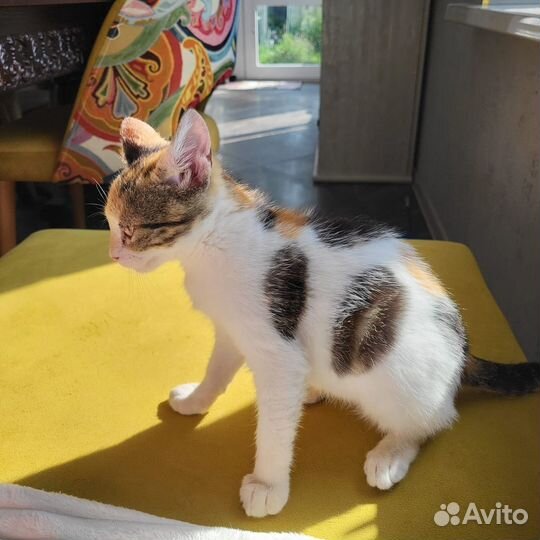 Мальта котенок в добрые руки