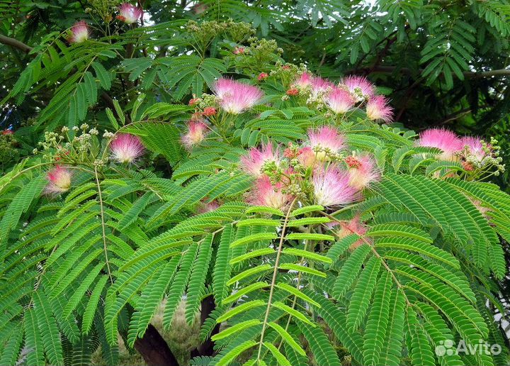 Декоративные деревья