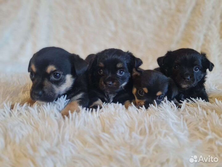 Той-терьер щенки