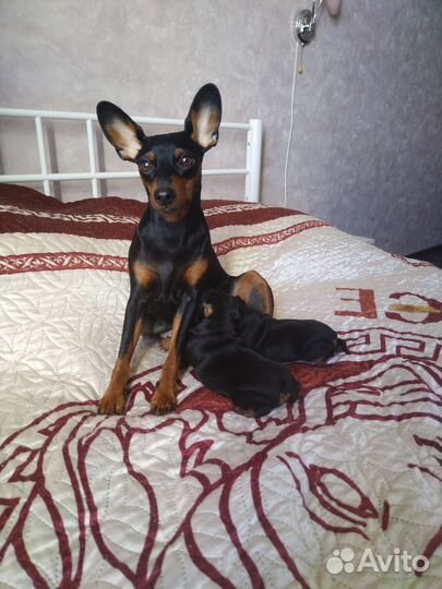 Щенки цвергпинчера