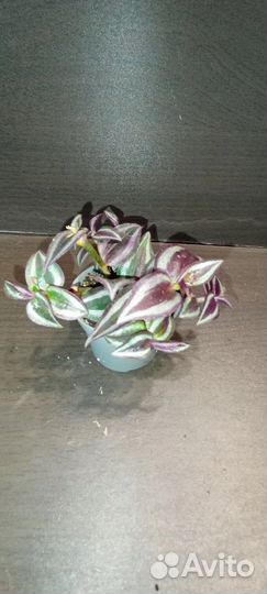 Традесканция Purple Joy