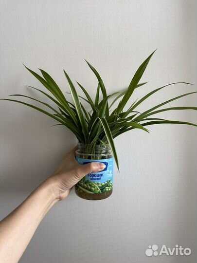 Хлорофитум детки бесплатно