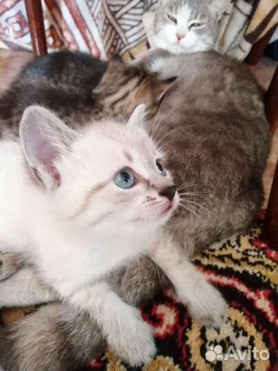 Котята в дар бесплатно