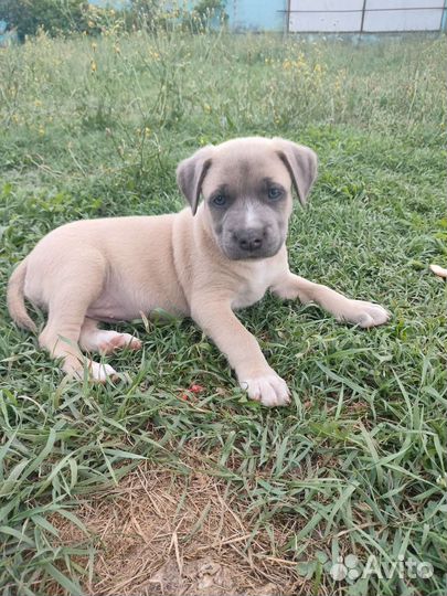 Щенок питбуля
