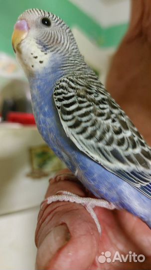 Птенцы волнистый попугай