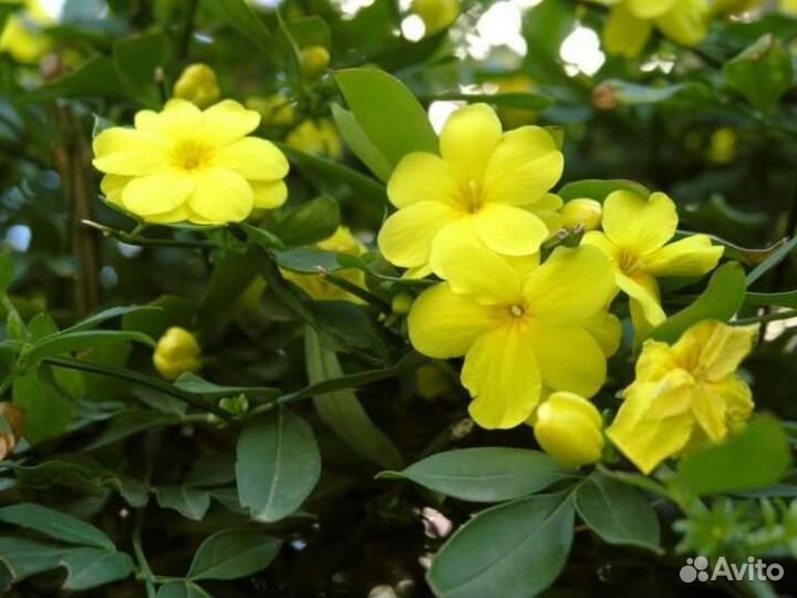 Жасмин комнатный Месни, Самбак