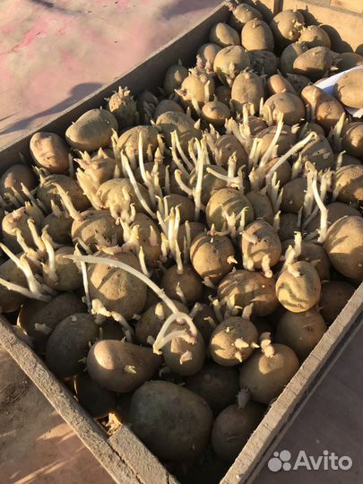 Семенной картофель