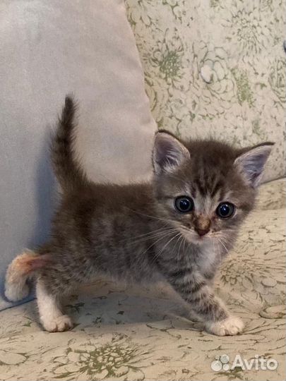 Котята в добрые руки бесплатно