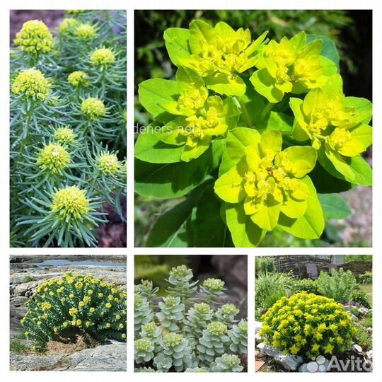 Садовые многолетние растения