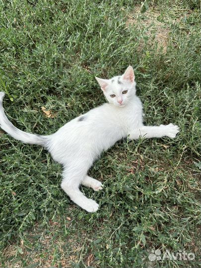 Кот в добрые руки