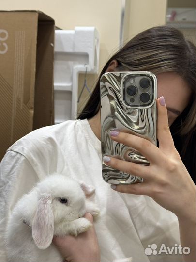 Декоративный кролик вислоухий