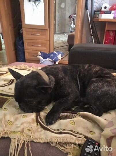 Французский бульдог кабель 3 года вязка