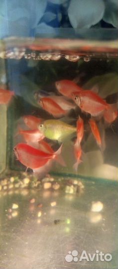 Тернеции лабео гло фиш