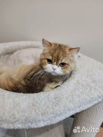 Шотланская полудлинношерстная кошка объявление продам
