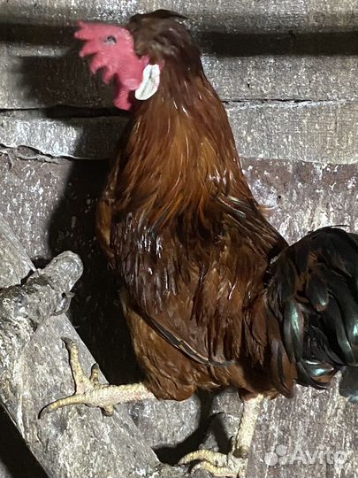 Красивенный петух