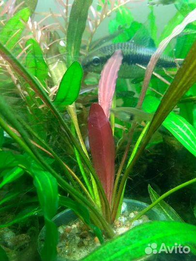 Эхинодорусы Криптокорины