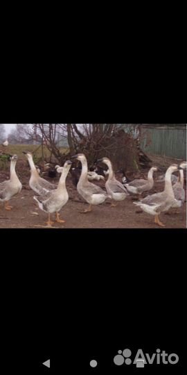 Большой серый гусь, гусята и молодняк